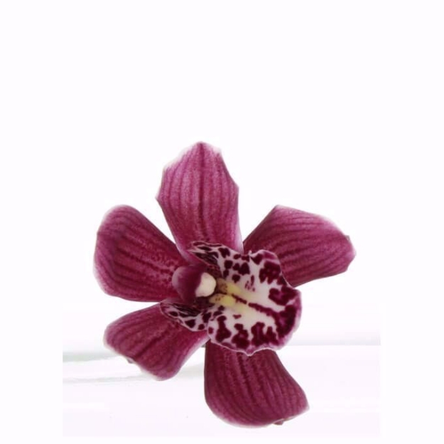 Picture of Design Your Own Cymbidium Orchid Boutonniere