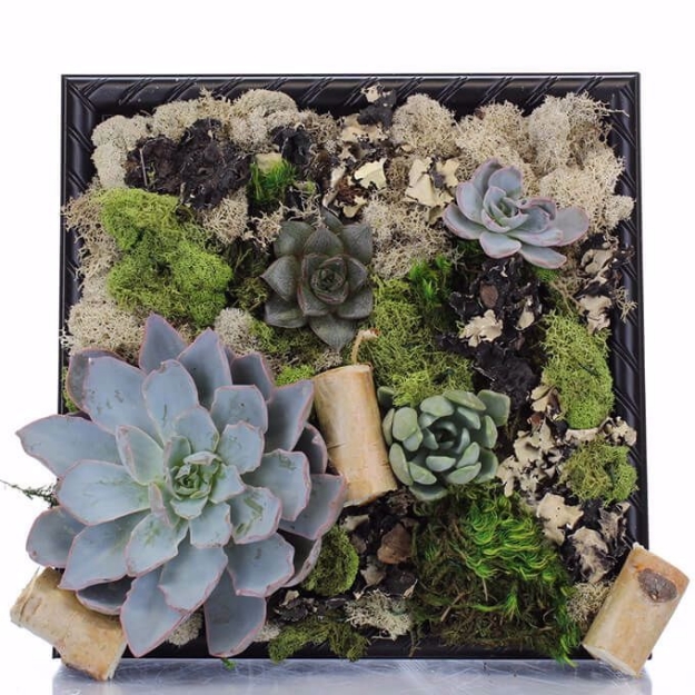 Picture of Shadow Box Succulent Planter - June 29th