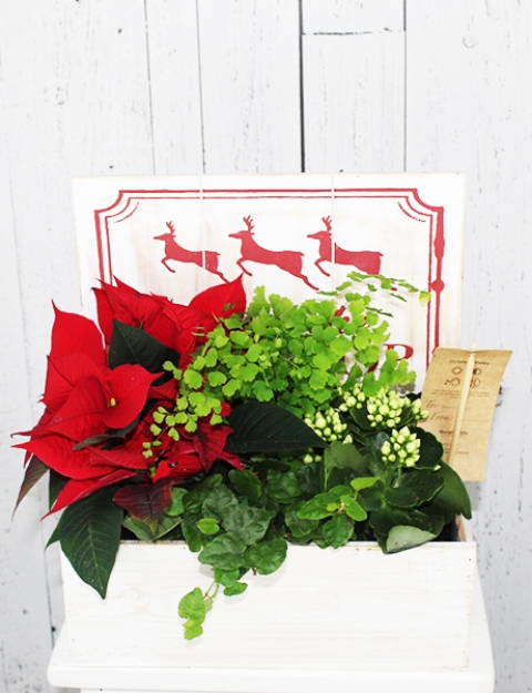 Picture of Christmas Reindeer Planter
