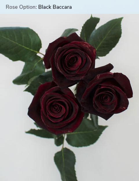 Black Baccara