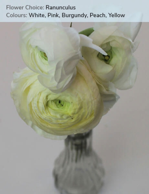 Ranunculus - White, Pink, Burgundy, Peach, Yellow