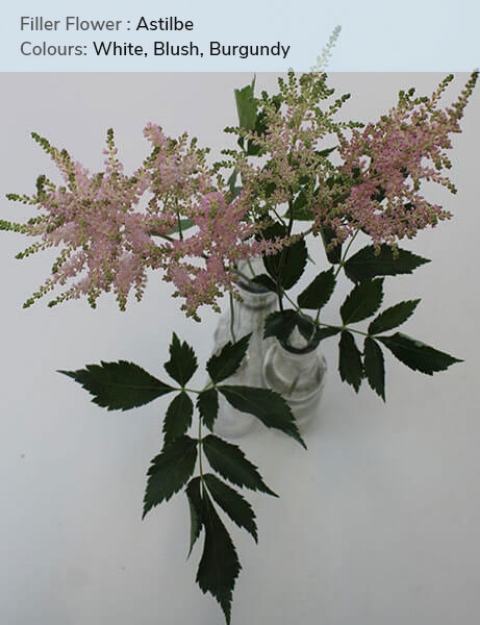 Astilbe - White, Blush, Burgundy Canada Calgary