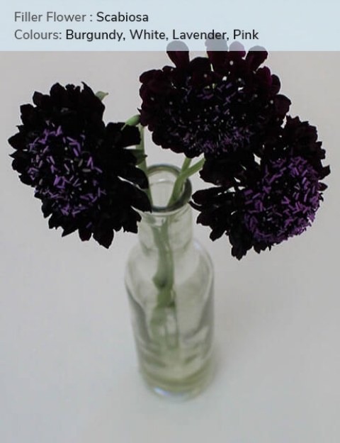 Scabiosa - Burgundy, White, Lavender, Pink Canada Calgary