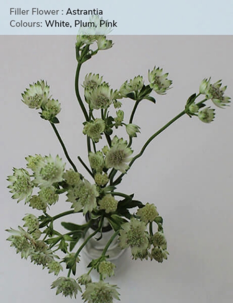 Astrantia - White, Plum, Pink Canada Calgary