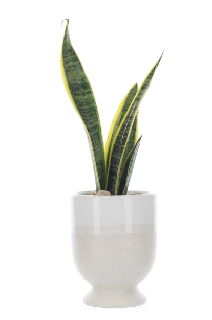 Picture of Sophisticated Snake Plant