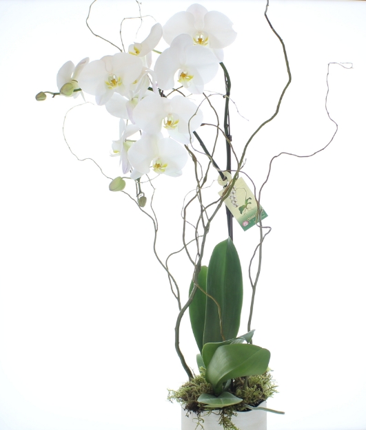Picture of Elegant Phalaenopsis Orchid Plant