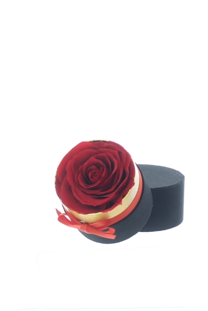 Picture of Aphrodite Special with a Forever Rose